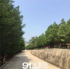 陵园风景图-1
