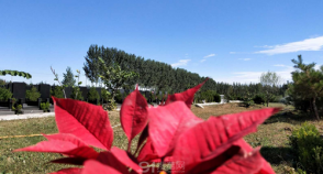 陵园风景图-3